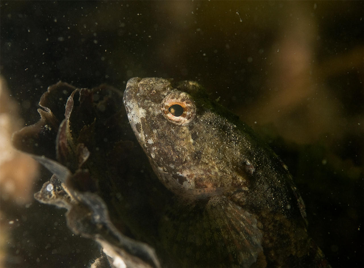 Myoxocephalus scorpius